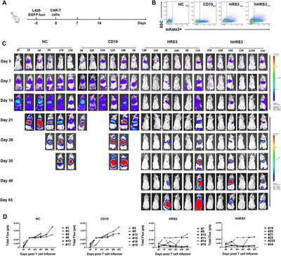 Humanized CD30-Targeted Chimeric Antigen Receptor T Cells Exhibit Potent Preclinical Activity Against Hodgkin’s Lymphoma Cells